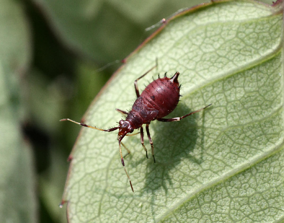 Miridae: Deraeocoris ruber (ninfe)  della Lombardia (MB)
